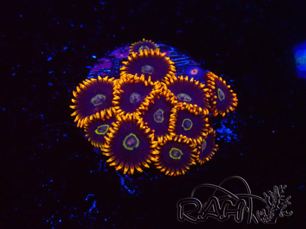 WYSIWYG - Zoanthus Rainbow Hornet