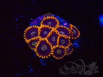 WYSIWYG - Zoanthus Rainbow Hornet