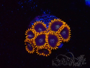 WYSIWYG - Zoanthus Rainbow Hornet