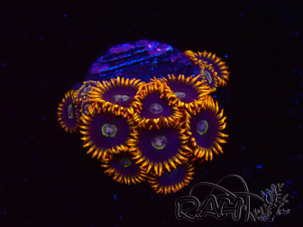 WYSIWYG - Zoanthus Rainbow Hornet
