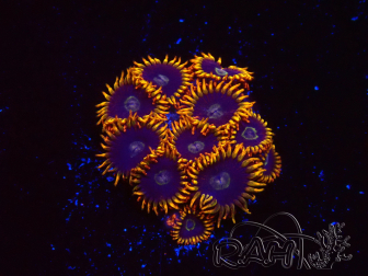 WYSIWYG - Zoanthus Rainbow Hornet