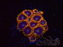 WYSIWYG - Zoanthus Rainbow Hornet