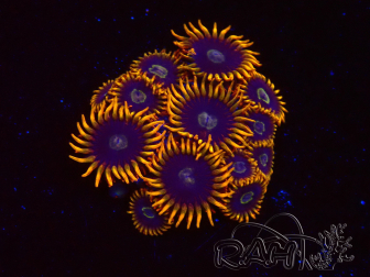 WYSIWYG - Zoanthus Rainbow Hornet