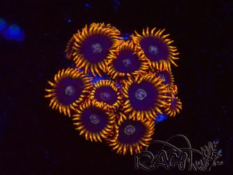WYSIWYG - Zoanthus Rainbow Hornet 2C7
