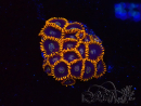 WYSIWYG - Zoanthus Rainbow Hornet