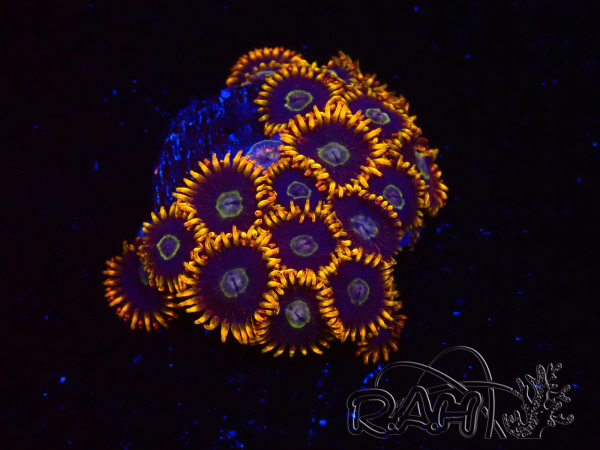 WYSIWYG - Zoanthus Rainbow Hornet