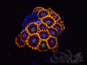 WYSIWYG - Zoanthus Rainbow Hornet