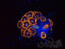 WYSIWYG - Zoanthus Rainbow Hornet 2C10