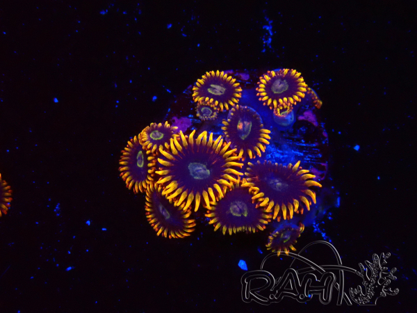 WYSIWYG - Zoanthus Rainbow Hornet 2C11