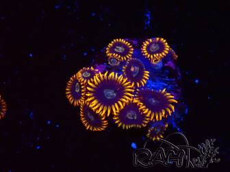WYSIWYG - Zoanthus Rainbow Hornet 2C11