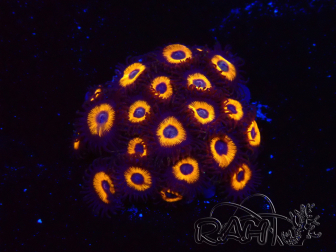 WYSIWYG - Zoanthus Johnny's Pumpkin Seed 2F1