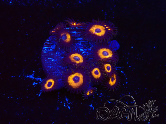 WYSIWYG - Zoanthus Johnny's Pumpkin Seed 2F8