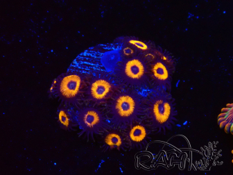 WYSIWYG - Zoanthus Johnny's Pumpkin Seed 2F9