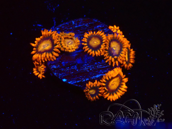 WYSIWYG - Zoanthus Orange Oxyde