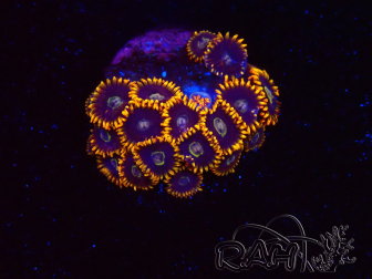 WYSIWYG - Zoanthus Rainbow Hornet