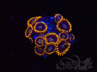 WYSIWYG - Zoanthus Rainbow Hornet 2M2