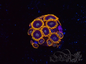 WYSIWYG - Zoanthus Rainbow Hornet