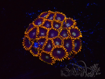 WYSIWYG - Zoanthus Rainbow Hornet