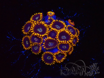 WYSIWYG - Zoanthus Rainbow Hornet
