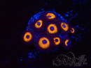 WYSIWYG - Zoanthus Johnny's Pumpkin Seed 2Q6