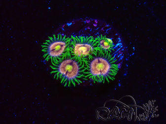 WYSIWYG - Zoanthus Laser Lemon