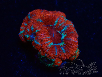 WYSIWYG Micromussa lordhowensis (ehemals Acanthastrea) 6A1
