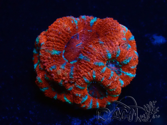 WYSIWYG Micromussa lordhowensis (formerly Acanthastrea) 6A2