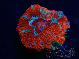 WYSIWYG Micromussa lordhowensis (formerly Acanthastrea) 6A3