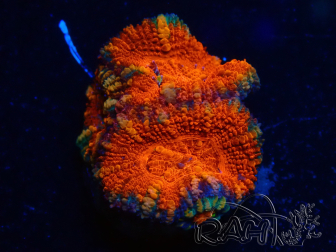 WYSIWYG Micromussa lordhowensis (formerly Acanthastrea) 6A4