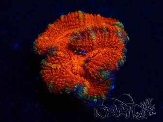 WYSIWYG Micromussa lordhowensis (formerly Acanthastrea) 6A5