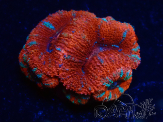 WYSIWYG Micromussa lordhowensis (formerly Acanthastrea) 6A6