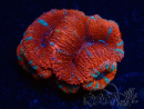 WYSIWYG Micromussa lordhowensis (ex Acanthastrea) 6A6