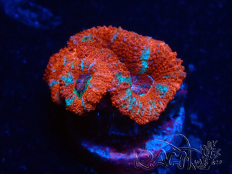 WYSIWYG Micromussa lordhowensis (ex Acanthastrea) 6A7