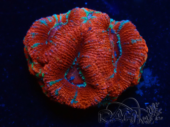 WYSIWYG Micromussa lordhowensis (ehemals Acanthastrea) 6A8
