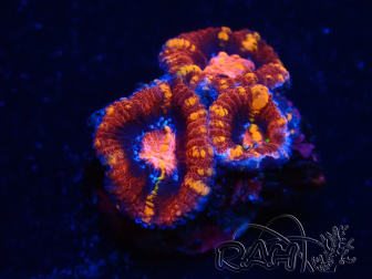 WYSIWYG Micromussa lordhowensis (ex Acanthastrea) 6A9