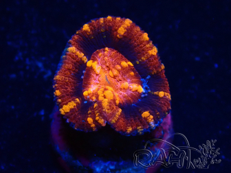 WYSIWYG Micromussa lordhowensis (formerly known as Acanthastrea) 6K4