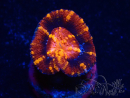 WYSIWYG Micromussa lordhowensis (ex Acanthastrea) 6K4