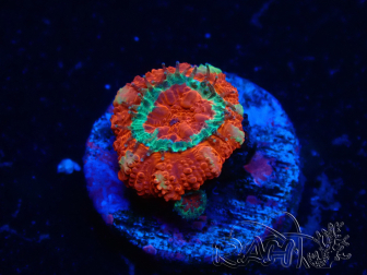 WYSIWYG Micromussa lordhowensis (ex Acanthastrea) 6B1