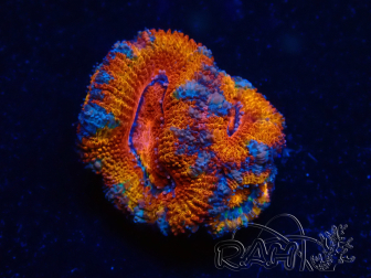 WYSIWYG Micromussa lordhowensis (ehemals Acanthastrea) 6B2