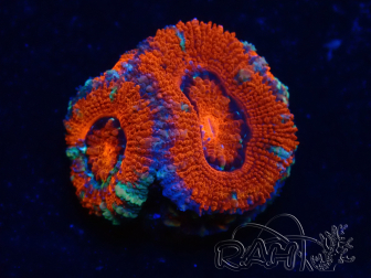 WYSIWYG Micromussa lordhowensis (formerly Acanthastrea) 6B3
