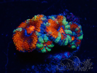 WYSIWYG Micromussa lordhowensis (formerly Acanthastrea) 6B4