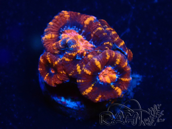 WYSIWYG Micromussa lordhowensis (ex Acanthastrea) 6B5