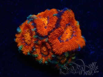 WYSIWYG Micromussa lordhowensis (ehemals Acanthastrea) 6B6