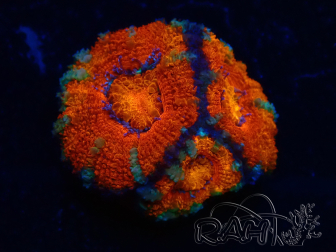 WYSIWYG Micromussa lordhowensis (formerly Acanthastrea) 6B7
