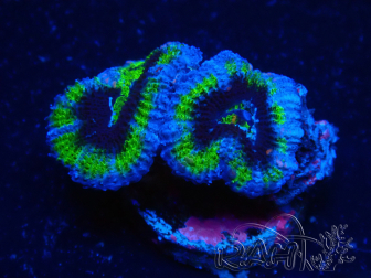 WYSIWYG Micromussa lordhowensis (formerly Acanthastrea) 6B8