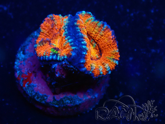 WYSIWYG Micromussa lordhowensis (formerly Acanthastrea) 6K5