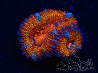 WYSIWYG Micromussa lordhowensis (formerly Acanthastrea) 6K6