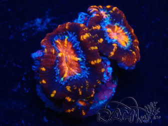 WYSIWYG Micromussa lordhowensis (formerly Acanthastrea) 6C1