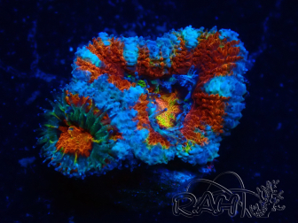 WYSIWYG Micromussa lordhowensis (formerly Acanthastrea) 6C2