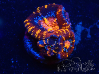 WYSIWYG Micromussa lordhowensis (ex Acanthastrea) 6C3